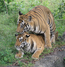 tiger mating